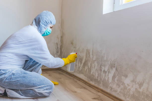 Professional mold removal team in Ashburn